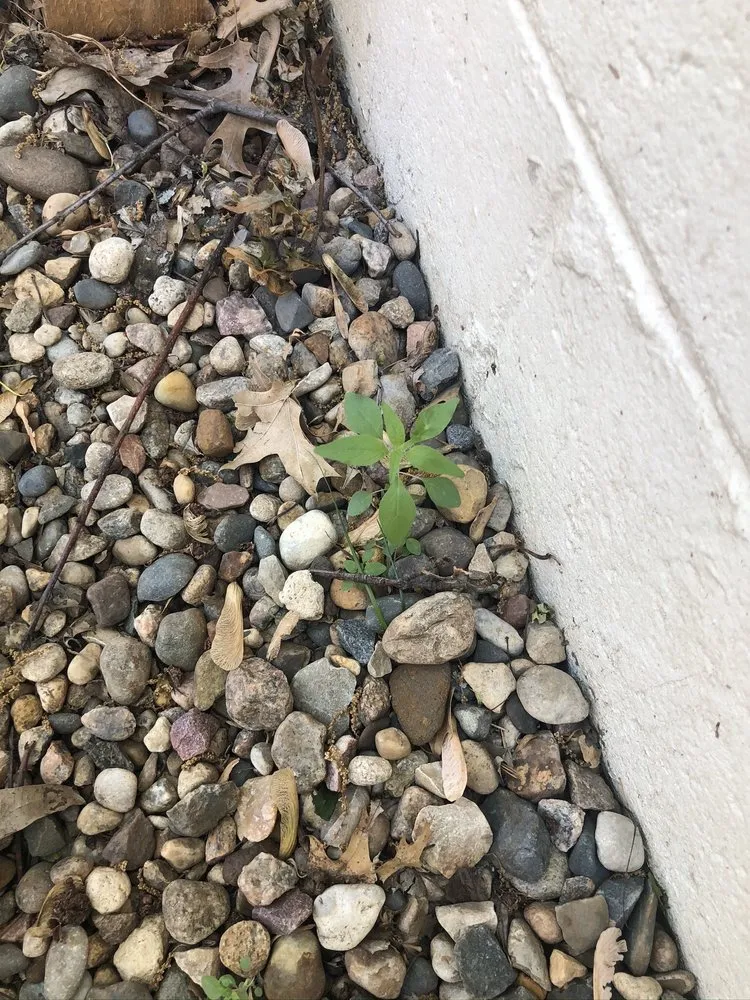 Trusted landscaping services for year-round maintenance across Shawnee, KS - Dr D Lawn Care