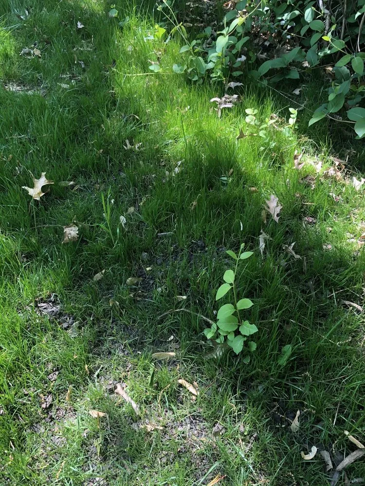 Professional outdoor landscaping for beautiful yards in Shawnee, KS by Dr D Lawn Care