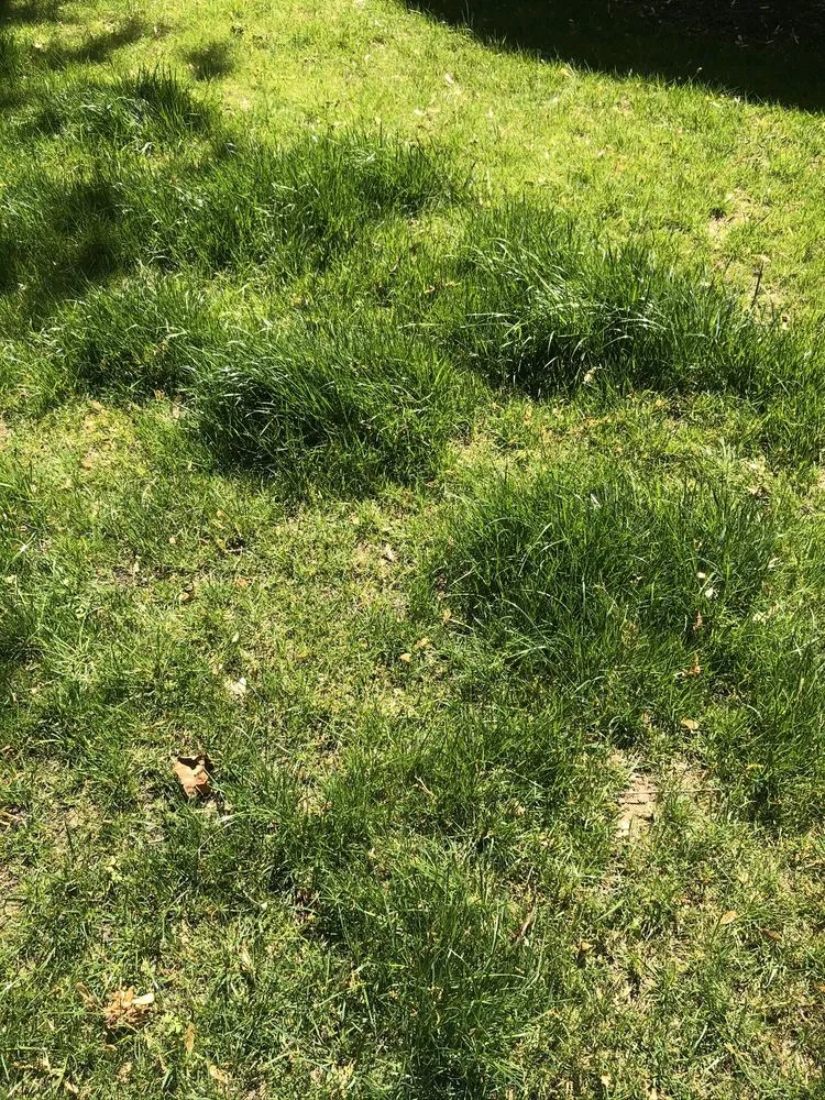 Custom landscape installation in Shawnee, KS by Dr D Lawn Care