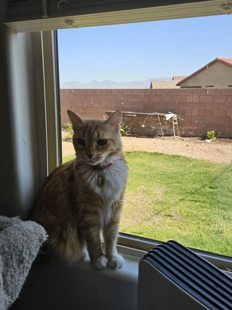 Custom garden landscaping in Tucson, AZ by Dr Dirt Irrigation and Landscaping