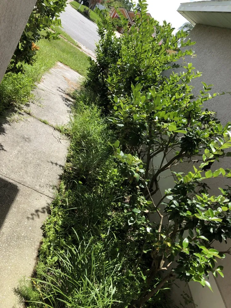 Expert outdoor landscaping for residential properties across Longwood, FL - Dr. Dirt Landscape Designs & Services