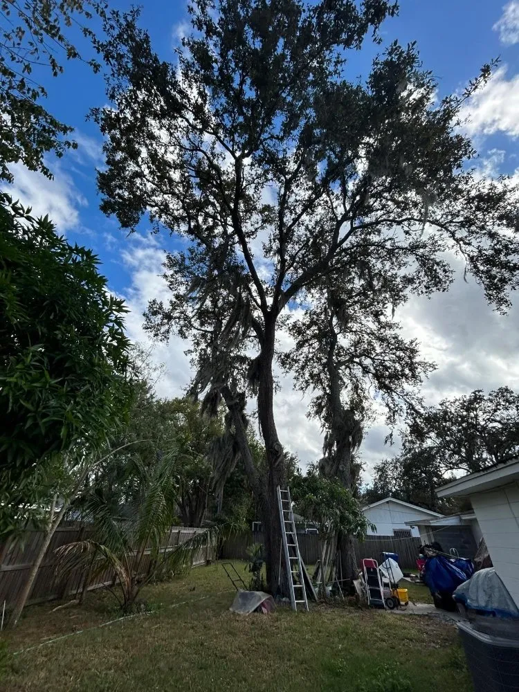 Reliable yard cleanup service with custom design in Lutz, FL by DR Florida Multi Services