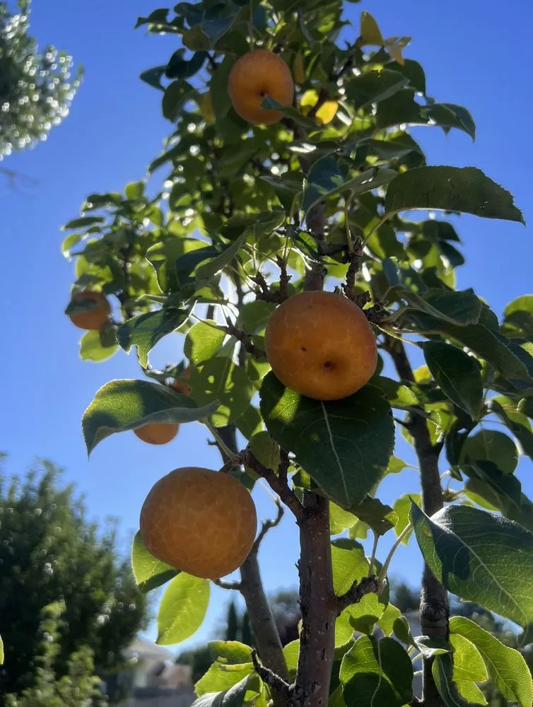 Expert yard maintenance for residential properties across Prescott Valley, AZ - Dr. Green Thumb Landscaping