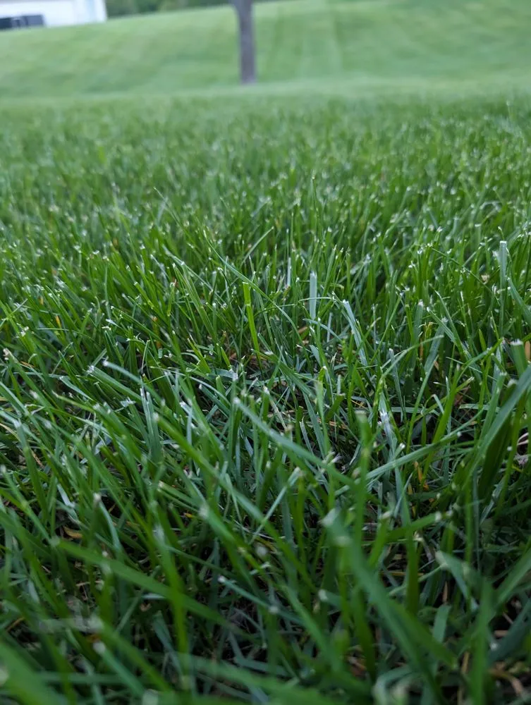 Custom yard cleanup service in Suttons Bay, MI - Dr Greenlawn