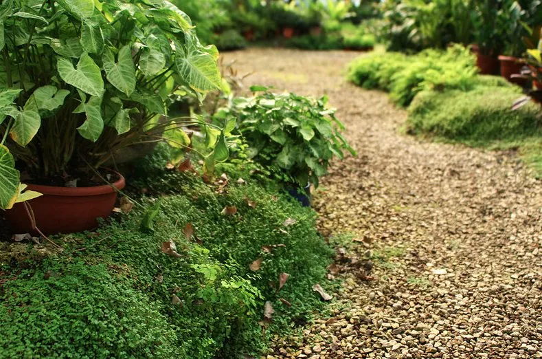 Expert residential landscaping experts serving Palmetto, FL - Dr. Greenthumb