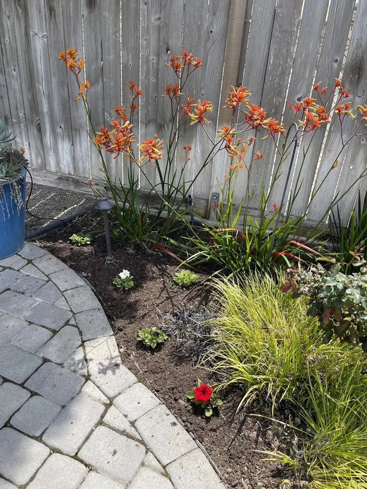 Professional residential landscaping in Newport Beach, CA - Dr Landscaping