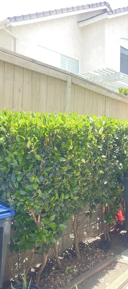 Expert landscape design for year-round maintenance across Newport Beach, CA - Dr Landscaping