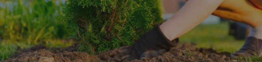 Professional landscape installation in Ben Wheeler, TX by D.R. Lawn Solutions