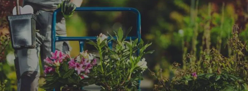 Trusted landscape design experts serving Ben Wheeler, TX - D.R. Lawn Solutions