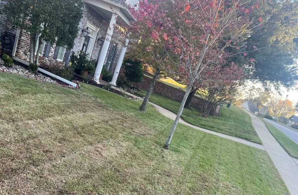 Professional yard cleanup service in Ben Wheeler, TX by D.R. Lawn Solutions