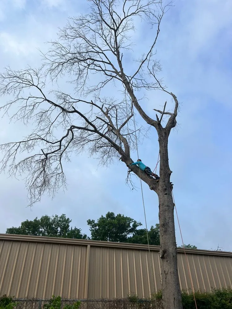 Expert outdoor landscaping near you in Houston, TX by Dr Lopez Tree