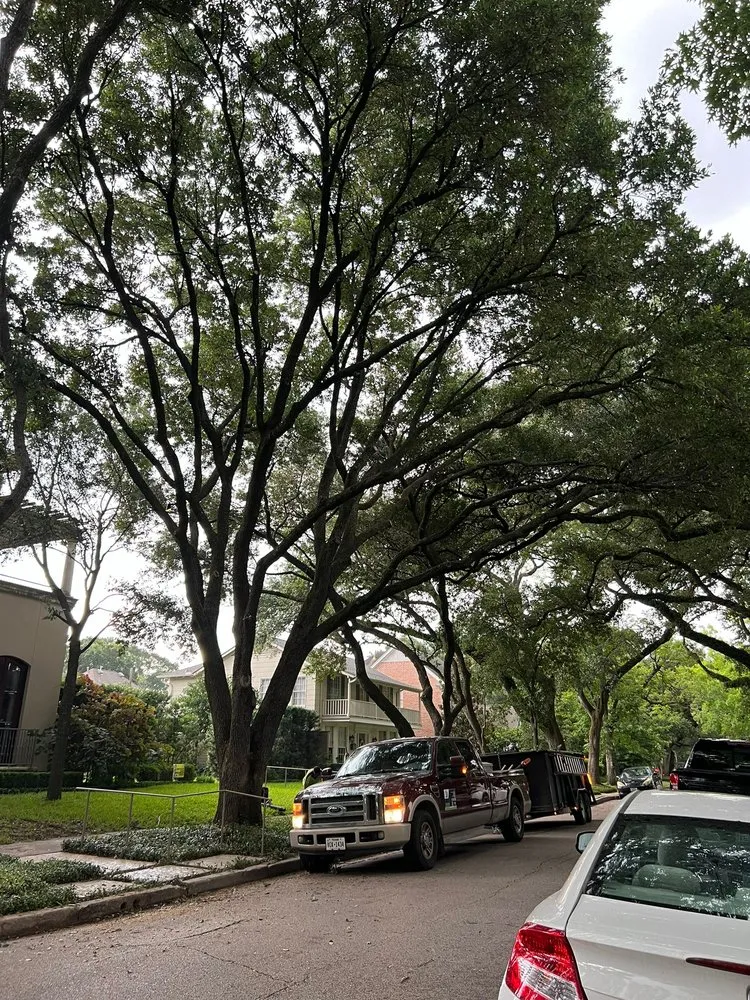 Trusted outdoor landscaping in Houston, TX - Dr Lopez Tree