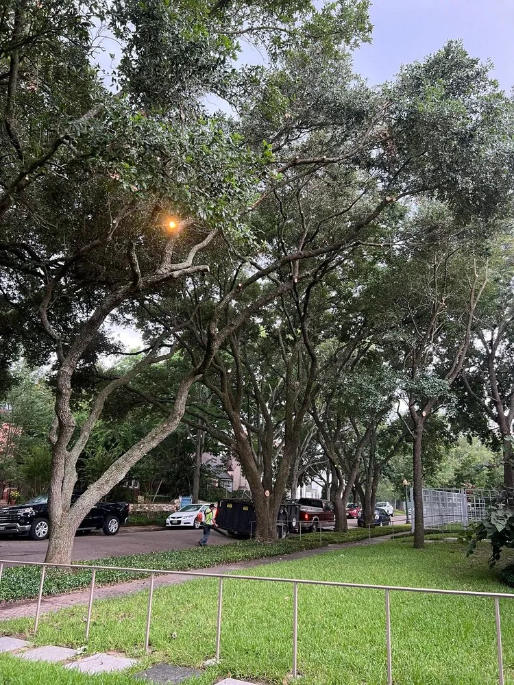 Expert yard cleanup service in Houston, TX by Dr Lopez Tree