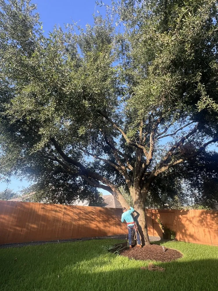 Top-rated outdoor landscaping in Houston, TX by Dr Lopez Tree