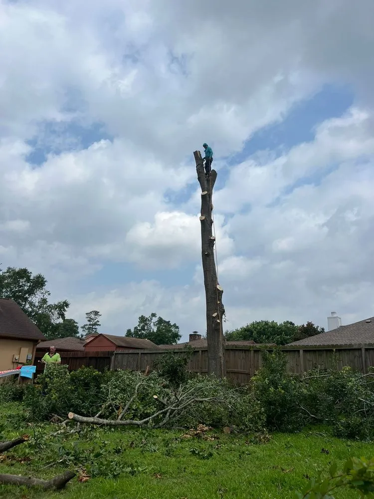 Custom lawn mowing service for year-round maintenance in Houston, TX by Dr Lopez Tree