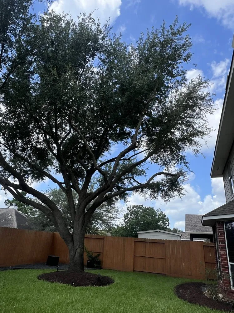Trusted residential landscaping in Houston, TX - Dr Lopez Tree