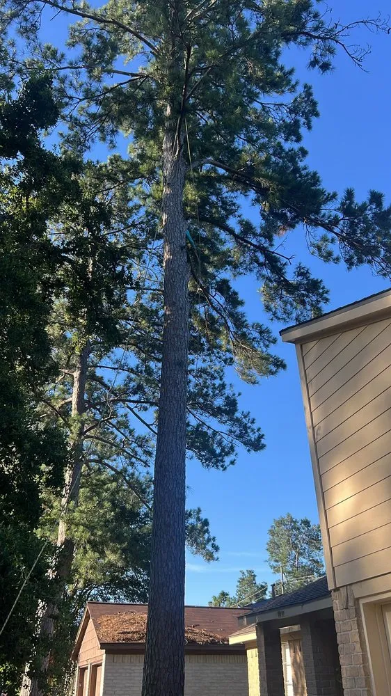 Trusted landscape installation experts serving Houston, TX - Dr Lopez Tree