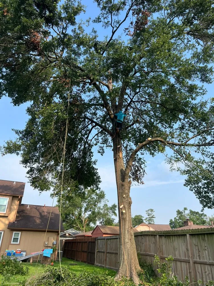 Reliable landscape installation in Houston, TX by Dr Lopez Tree