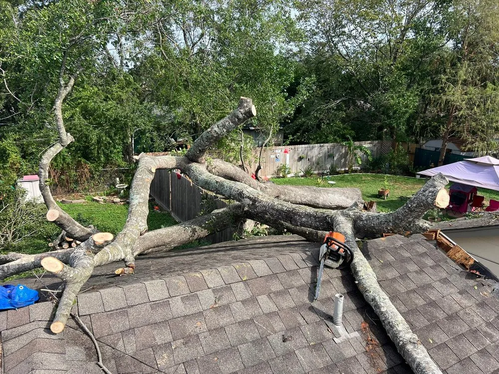 Trusted lawn care service in Houston, TX by Dr Lopez Tree