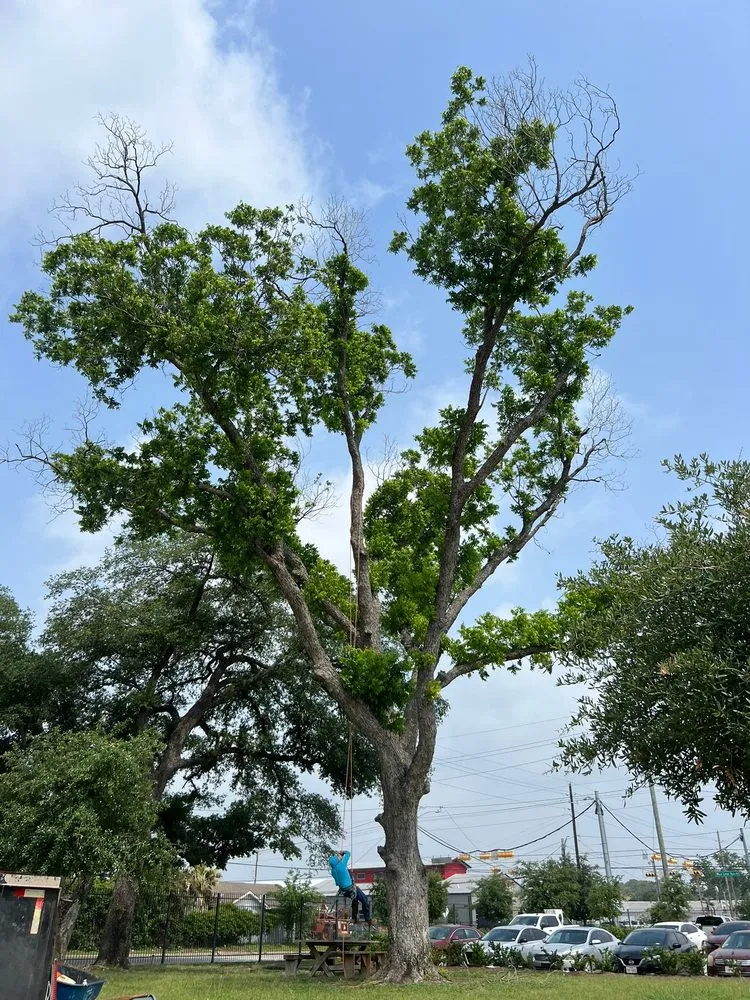 Reliable landscape design experts serving Houston, TX - Dr Lopez Tree