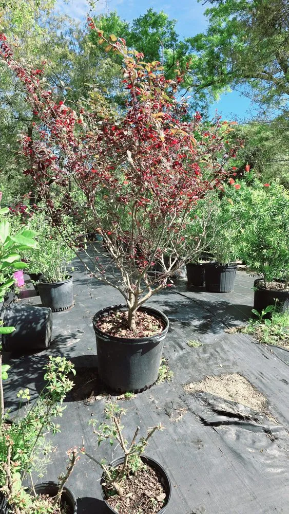 Local landscape installation in Kingsland, GA by Dr Palm Lawncare & Landscape