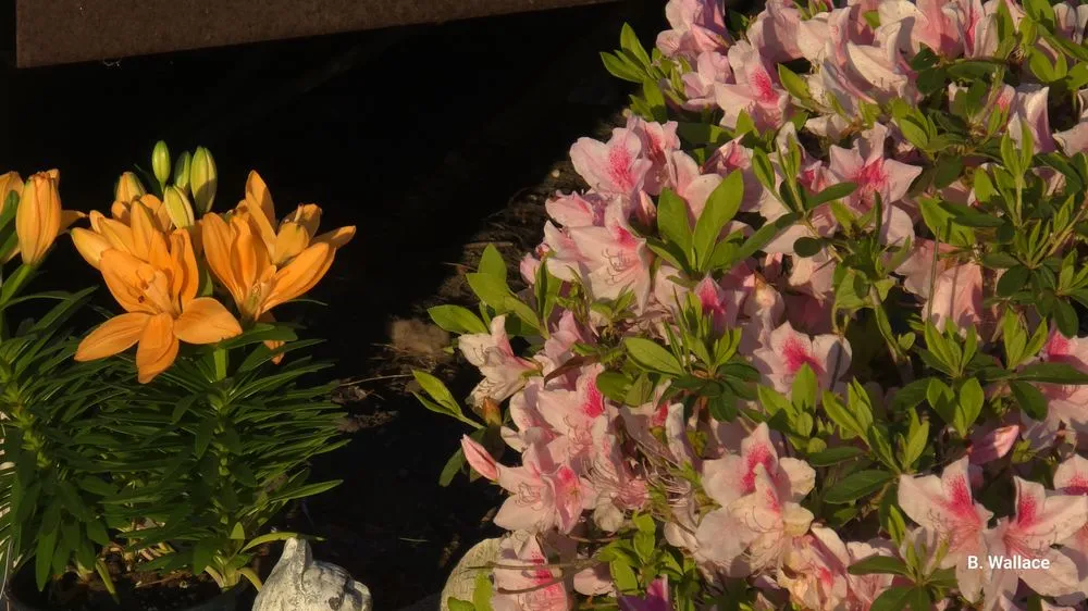 Custom yard maintenance in Kingsland, GA by Dr Palm Lawncare & Landscape