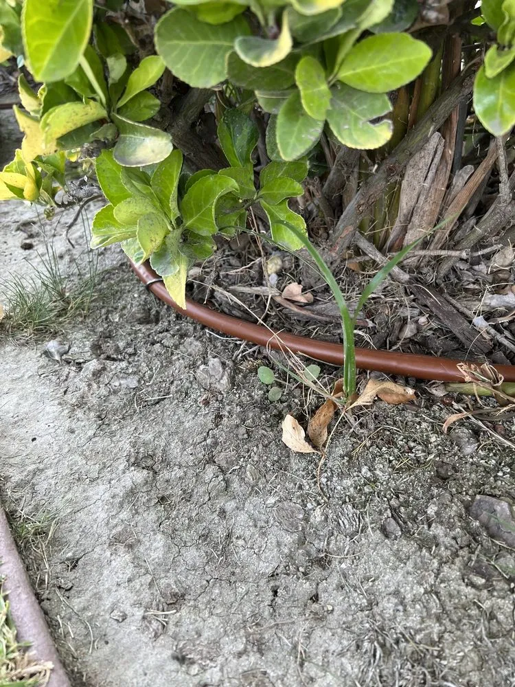 Top-rated landscape design in Huntington Beach, CA - Dr Sprinkler