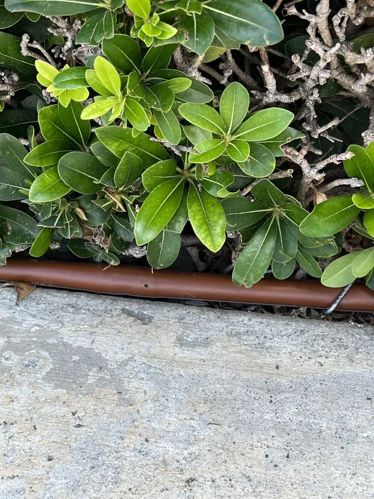 Affordable lawn care service in Huntington Beach, CA by Dr Sprinkler