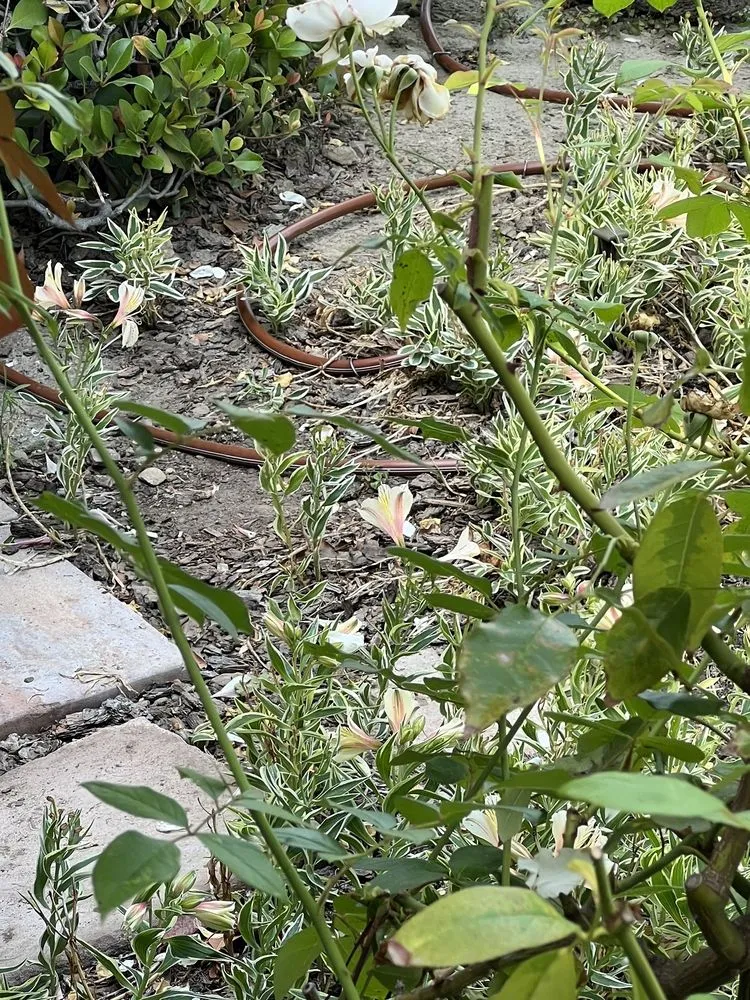 Trusted garden landscaping in Huntington Beach, CA by Dr Sprinkler