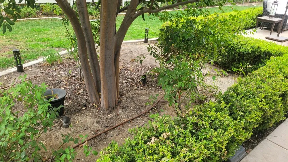 Professional yard cleanup service with custom design in Huntington Beach, CA by Dr Sprinkler