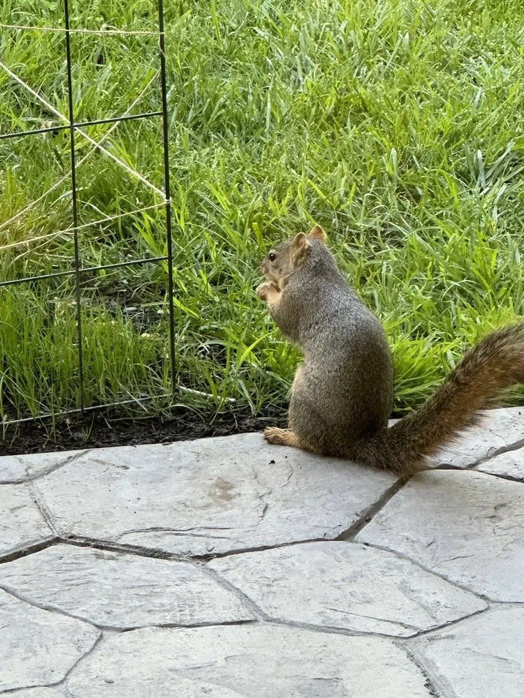 Affordable lawn mowing service with custom design in Huntington Beach, CA by Dr Sprinkler