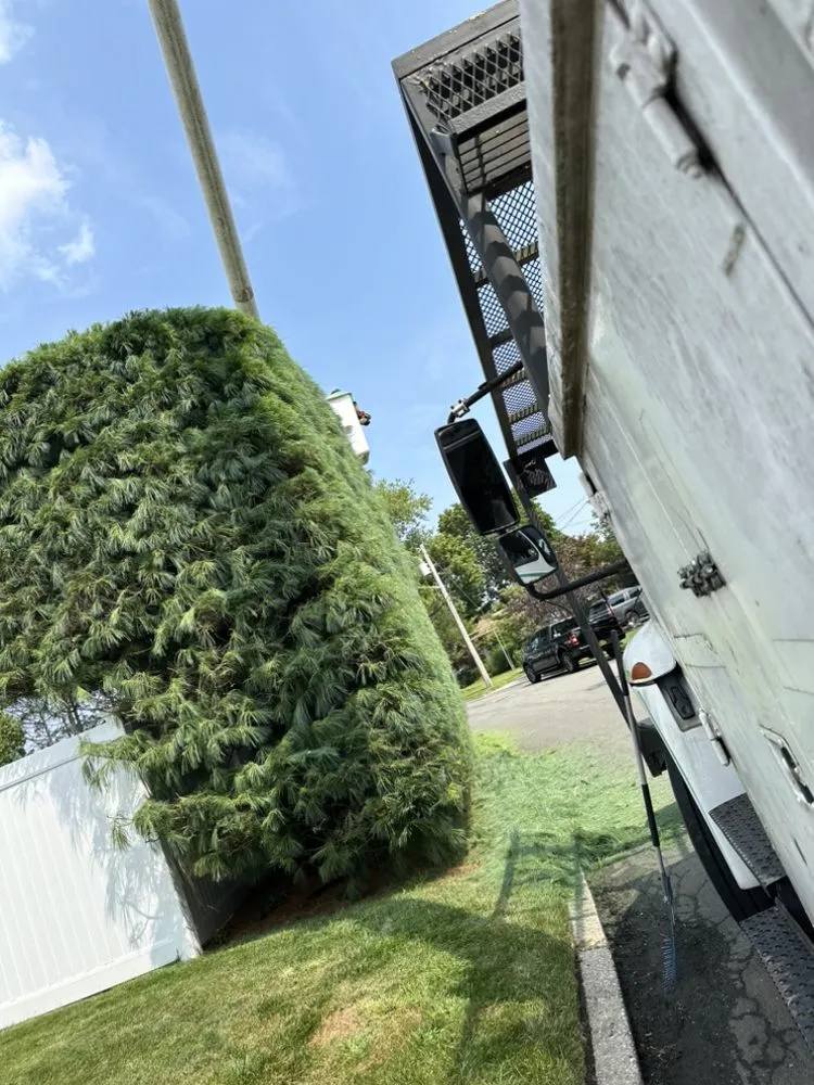Expert lawn care service in Huntington Station, NY - D&R Tree and Lawn Service’s