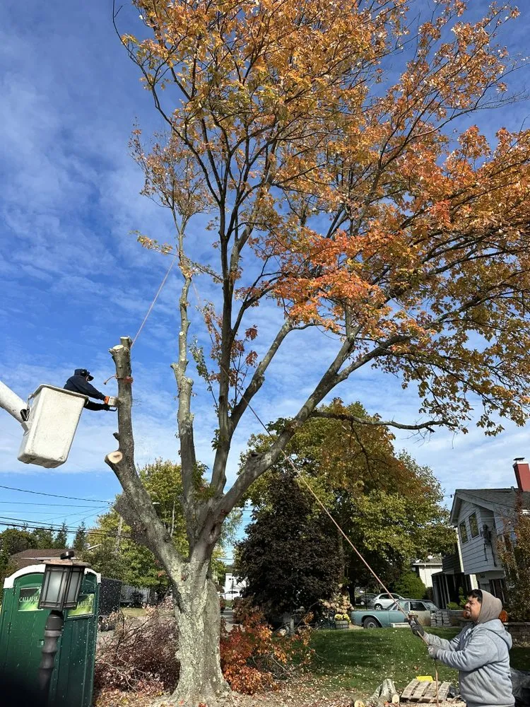 Affordable residential landscaping in Huntington Station, NY by D&R Tree and Lawn Service’s