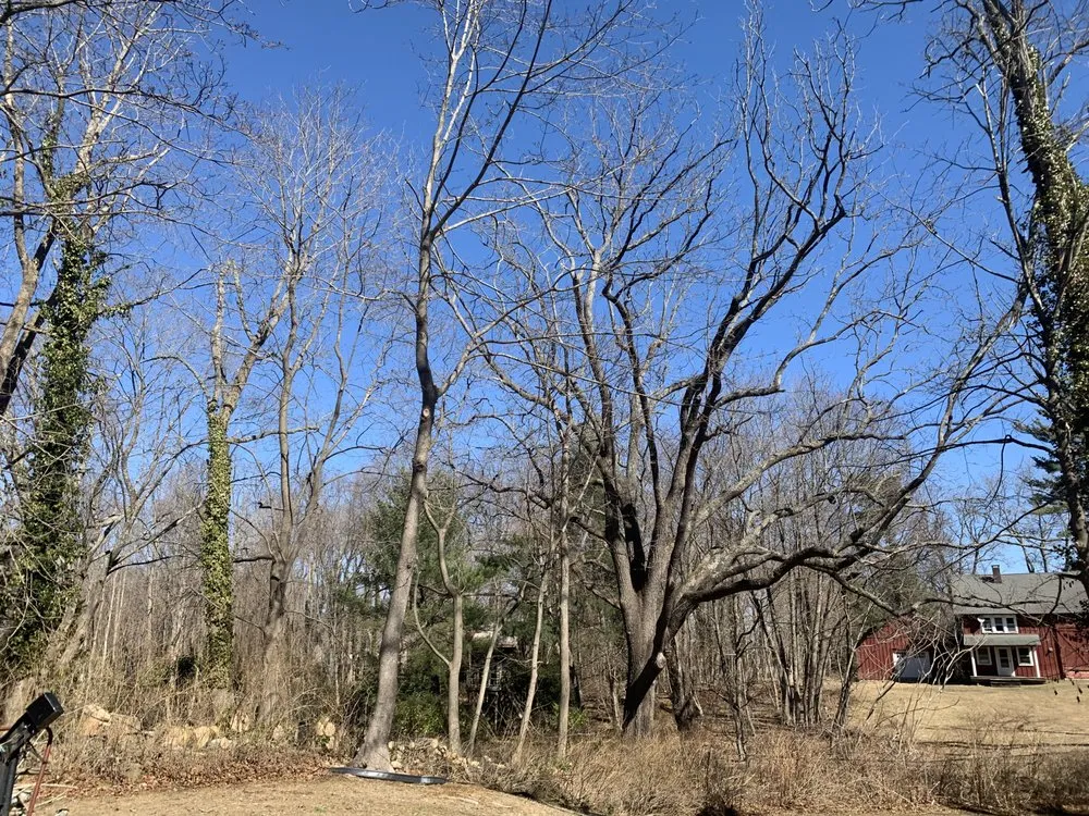 Local landscape design experts serving Huntington Station, NY - D&R Tree and Lawn Service’s