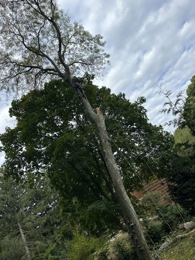 Professional landscape design in Huntington Station, NY by D&R Tree and Lawn Service’s