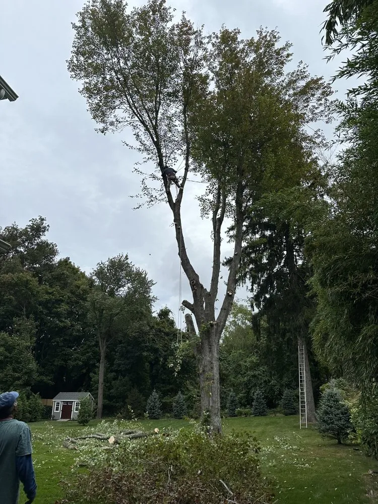 Affordable landscape installation for outdoor upgrades in Huntington Station, NY by D&R Tree and Lawn Service’s