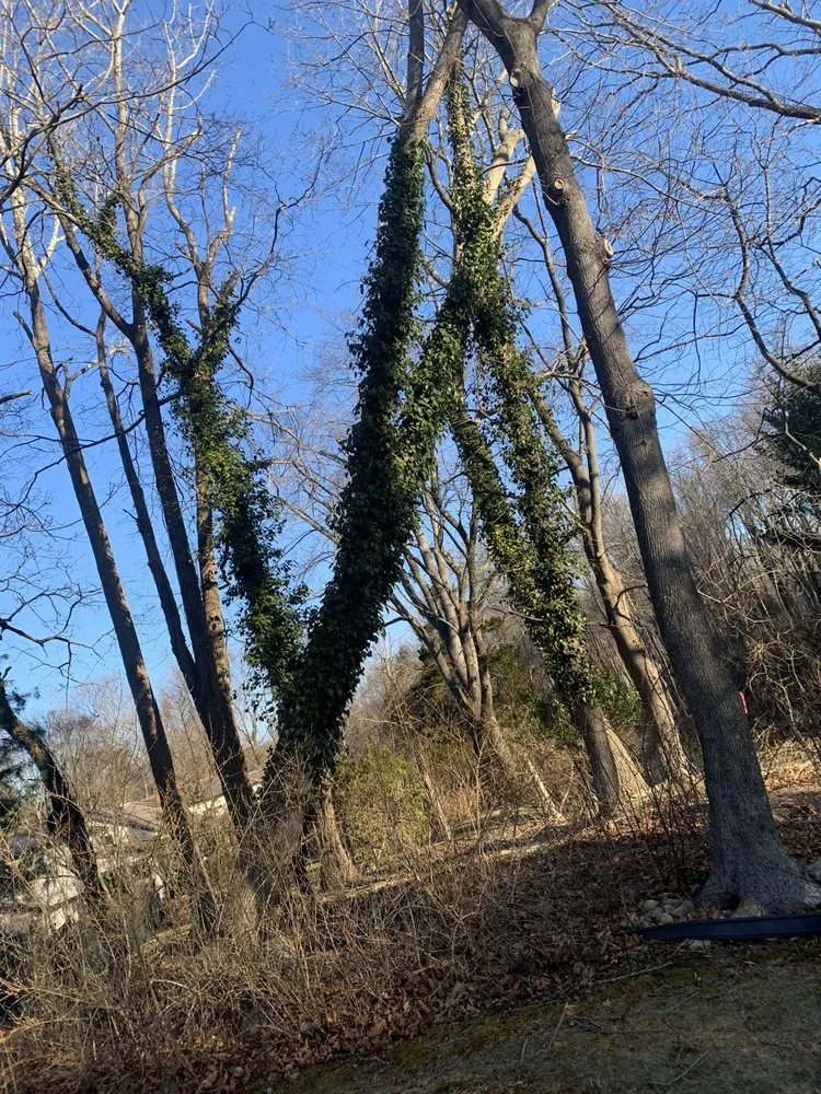 Top-rated landscape design in Huntington Station, NY by D&R Tree and Lawn Service’s