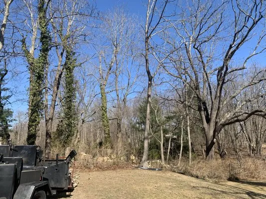 D&R Tree and Lawn Service’s Logo