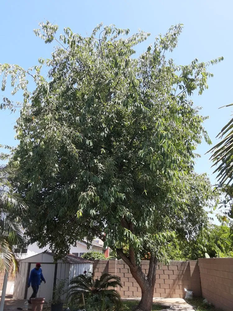Local landscape installation in Anaheim, CA by D&R Tree Services