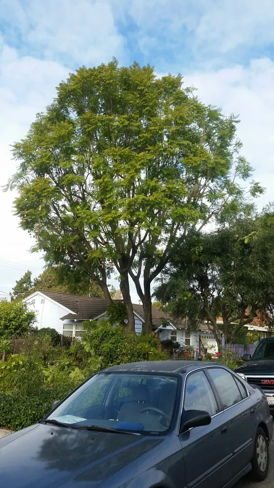 Custom yard cleanup service for homes in Anaheim, CA by D&R Tree Services