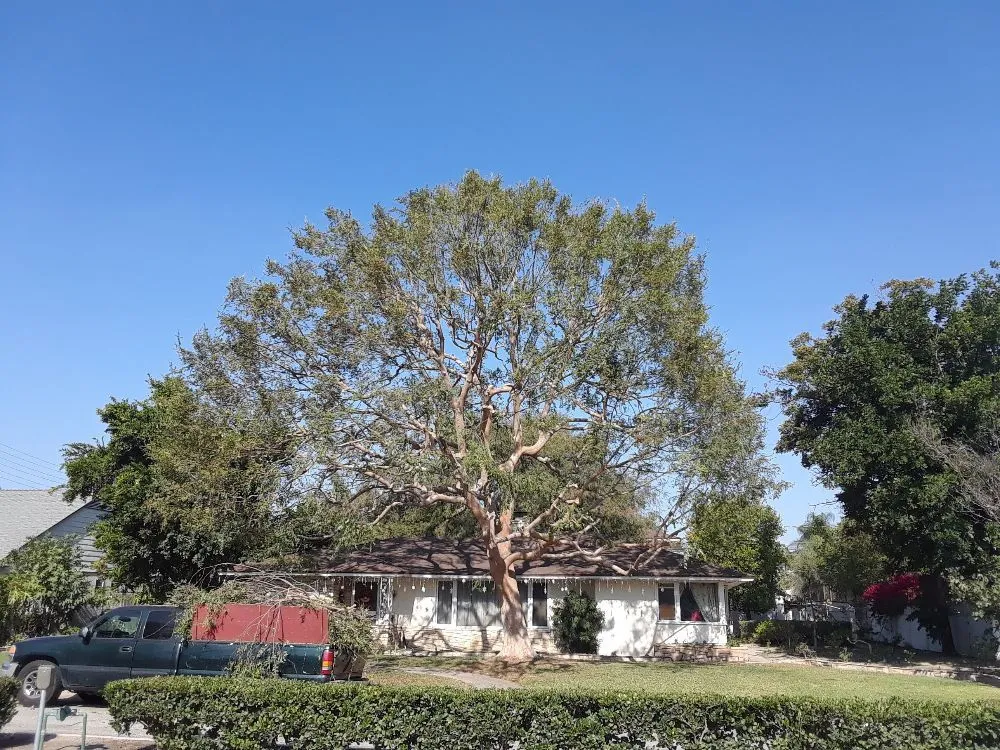 Reliable landscape installation in Anaheim, CA - D&R Tree Services