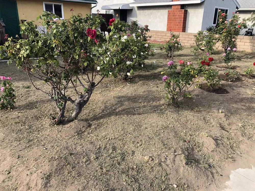 Local garden landscaping for outdoor upgrades in Anaheim, CA by D&R Tree Services