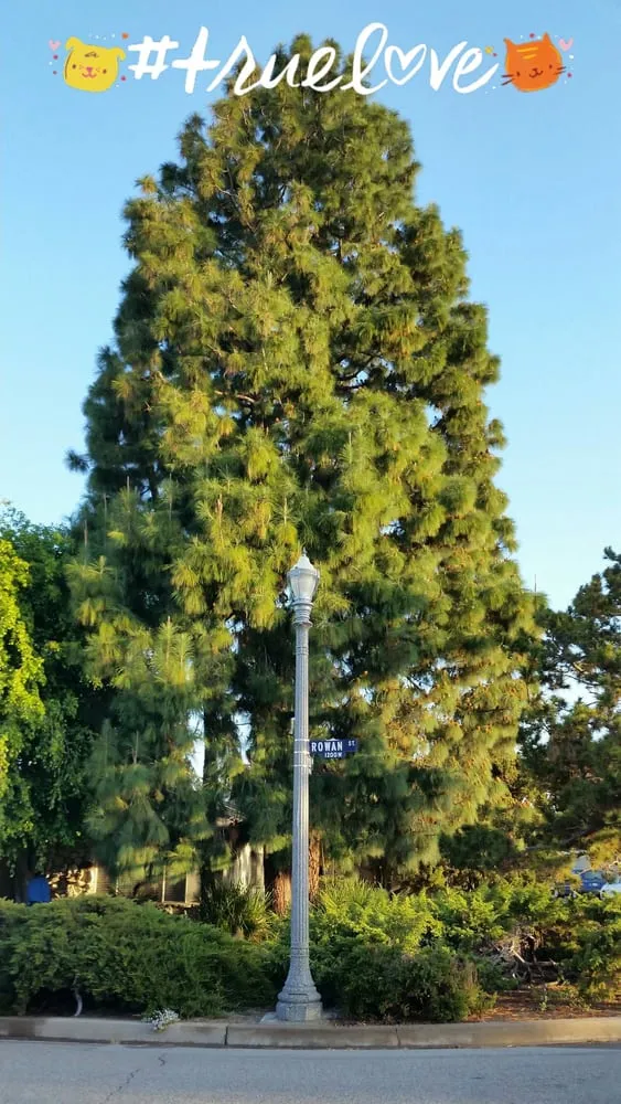 Custom garden landscaping in Anaheim, CA - D&R Tree Services