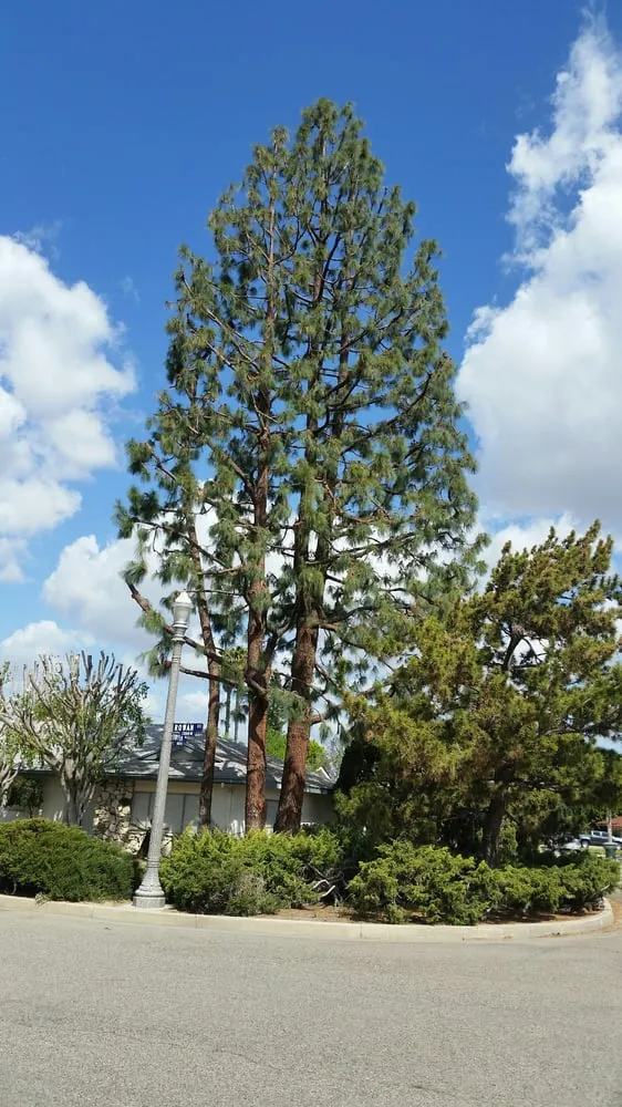 Local residential landscaping in Anaheim, CA - D&R Tree Services