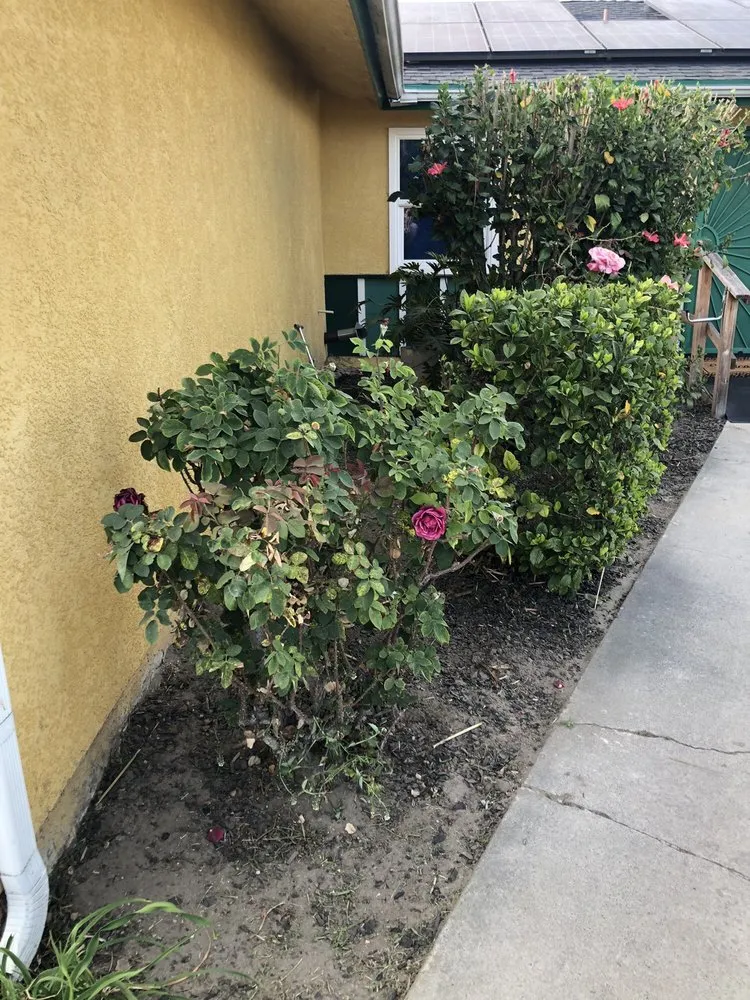 Professional yard cleanup service experts serving Anaheim, CA - D&R Tree Services