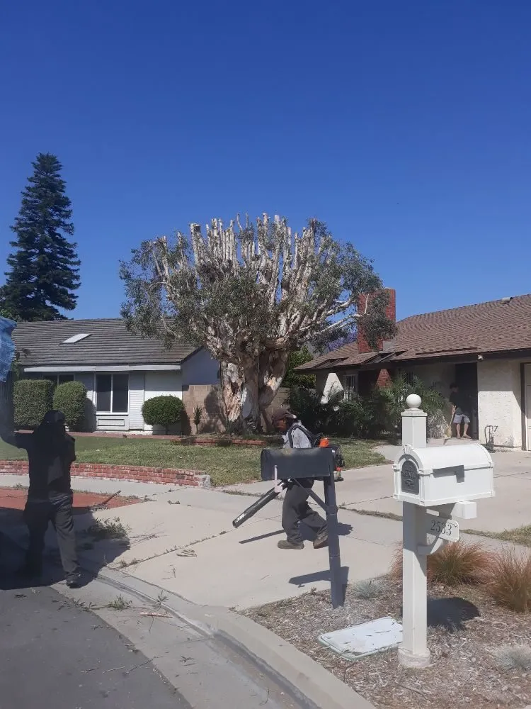 Top-rated lawn care service experts serving Anaheim, CA - D&R Tree Services