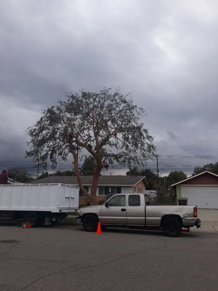 Reliable landscaping services for homes in Anaheim, CA by D&R Tree Services