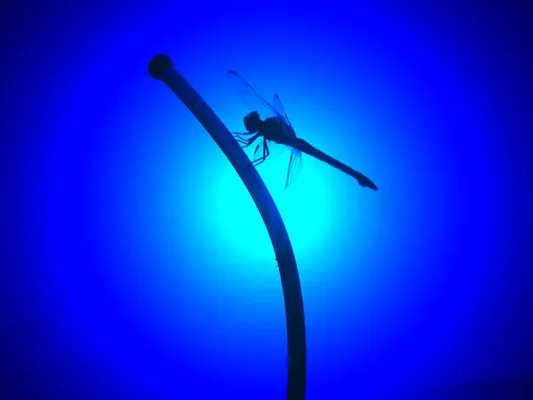 Dragonfly Lawn & Landscape