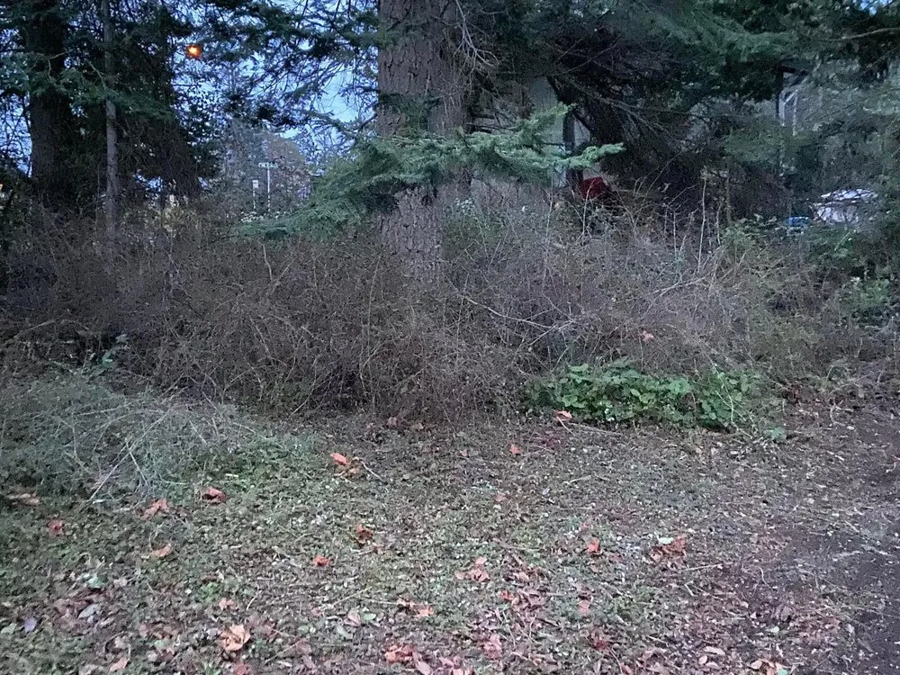 Professional outdoor landscaping in Oak Harbor, WA - Dragonfly Wild