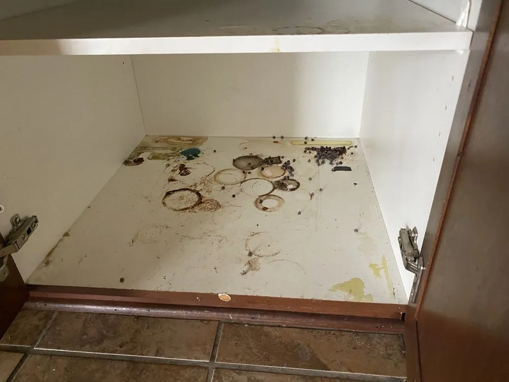 Reliable landscaping services experts serving Newport News, VA - Dragon's Gate Cleaning